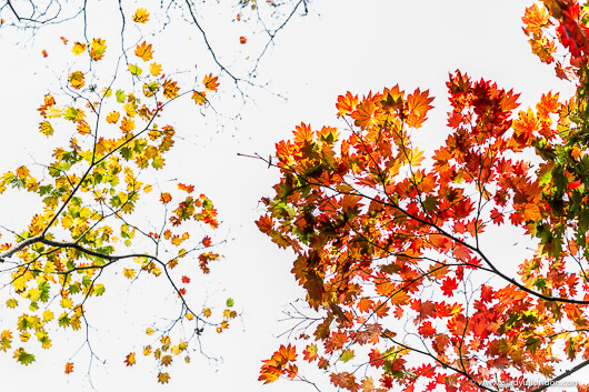 Autumn Leaves in Westonbirt Arboretum