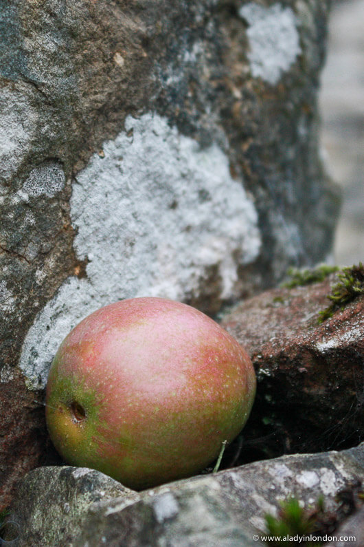 Apple in Windermere, England