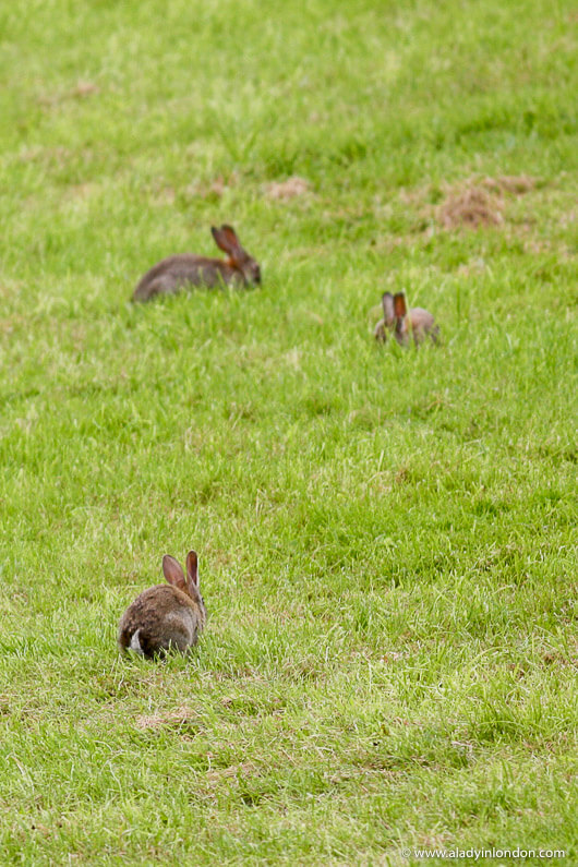 Rabbits in a field in Windermere, England