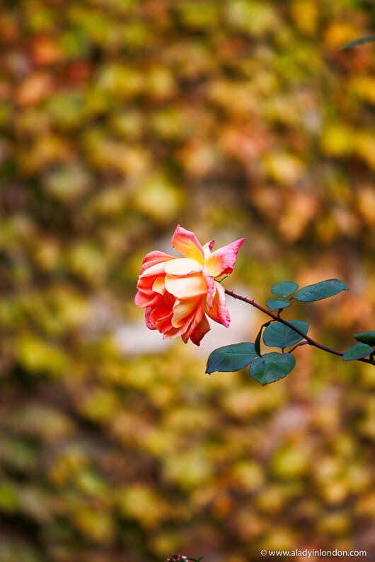 Rose at the Alhambra