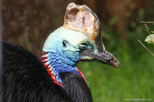 Cassowary at the Bristol Zoo in the UK
