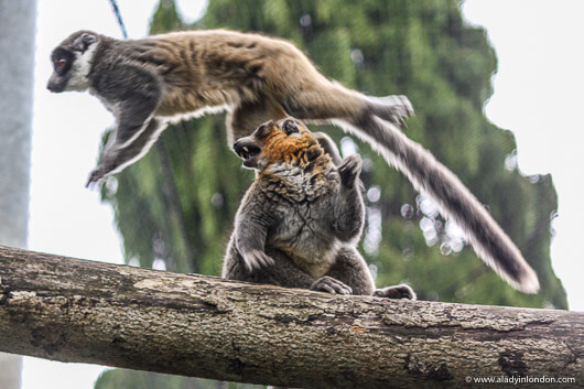 Lemurs at the Bristol Zoo in England