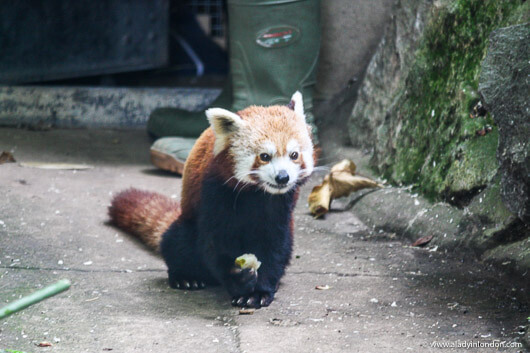 Red Panda at the Bristol Zoo