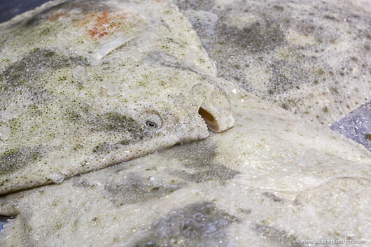 A fish at Billingsgate fish market in London
