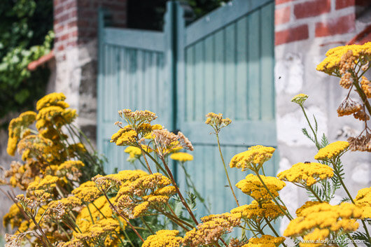 Yellow Flowers in Giverny, France