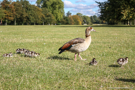 Geese in Hyde Park