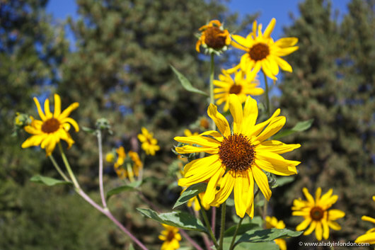 Flowers in Lake Tahoe, California