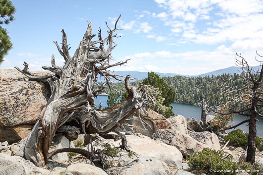 Tree in Lake Tahoe, California