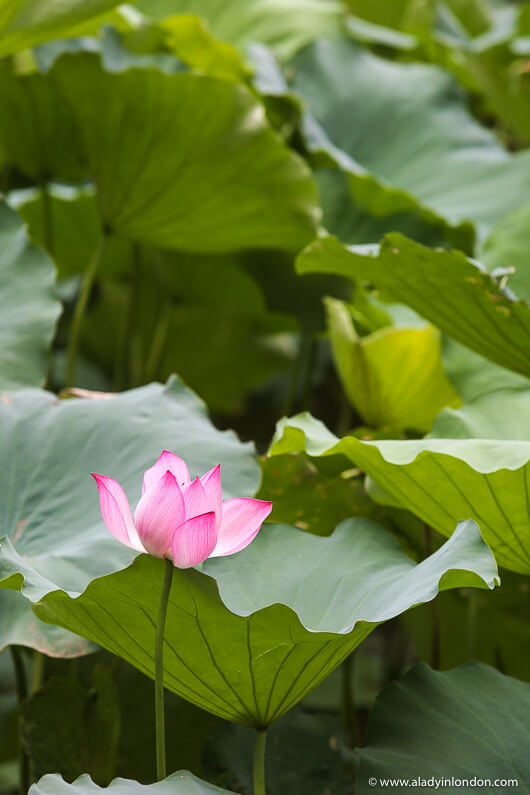 Lotus Flower in Hanoi, Vietnam