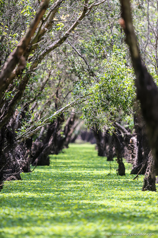 Mangroves in the Mekong Delta