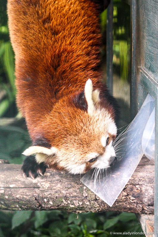 Red Panda at the Bristol Zoo
