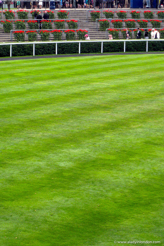 Parade ring at Royal Ascot