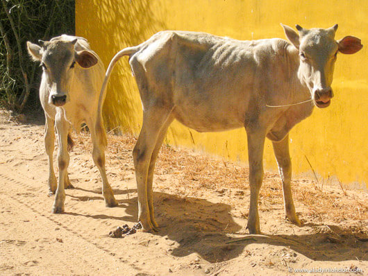 Cows at Les Collines de Niassam in Senegal