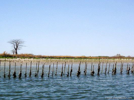River in Senegal