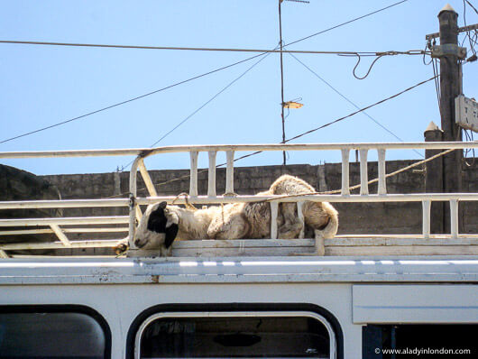 Goat on a Bus in Senegal