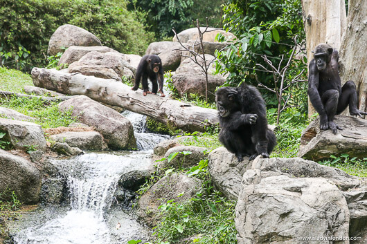 Singapore Zoo