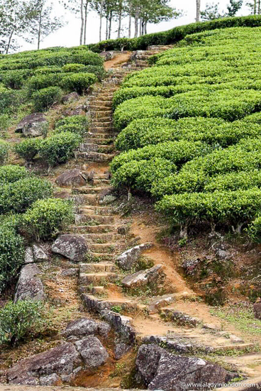 Tea estate in Sri Lanka