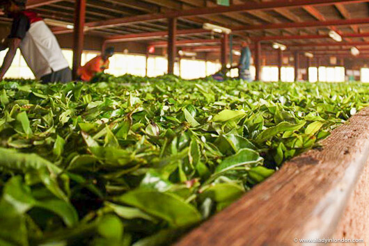 Leaves at a Sri Lankan tea factory