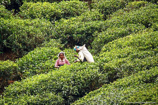 Workers on a Sri Lankan tea plantation