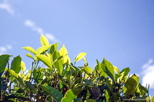 Tea bushes in Sri Lanka