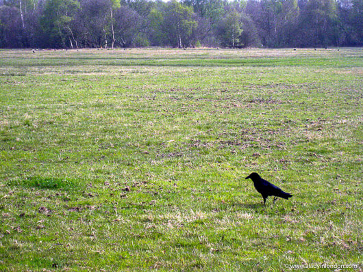 Crow on Wimbledon Common in London
