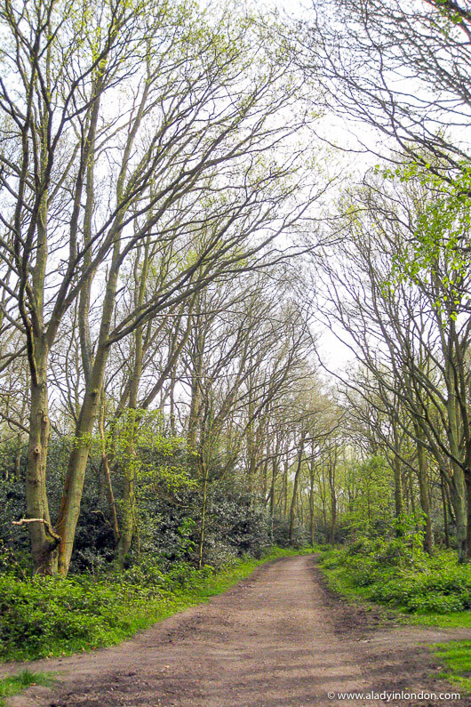 Trees and a Trail in Wimbledon Common in London