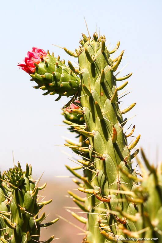 Cactus in the Ourika Valley, Morocco