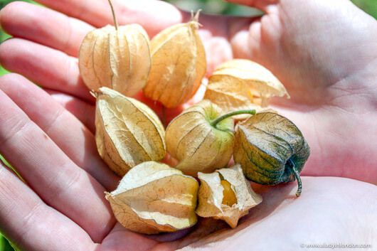 Cape Gooseberries on a Food Tour in Cape Town