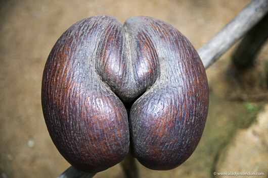 Coco de Mer in the Seychelles