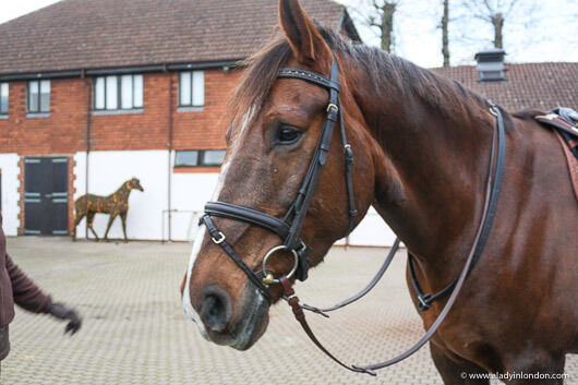 Horse at Coworth Park