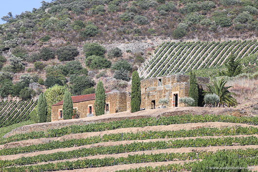 Vineyards in the Douro Valley