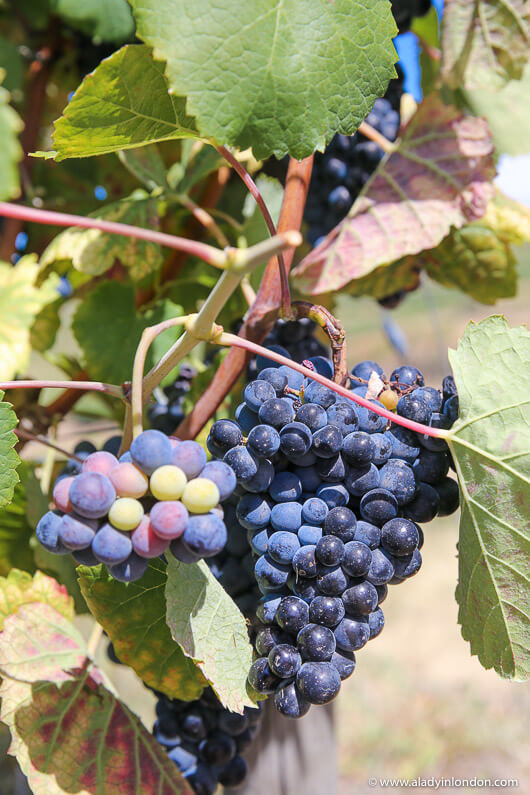 Grapes in a Vineyard in the Douro Valley