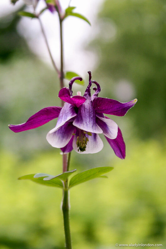 Flower in Valley Gardens Harrogate