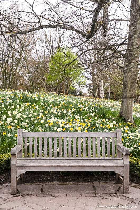 Daffodils and Bench at Hever Castle