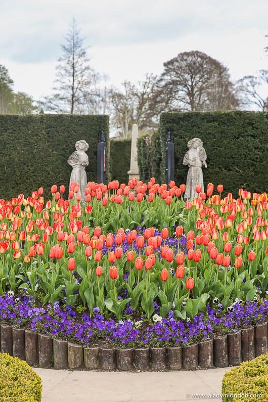 Tulip Garden at Hever Castle