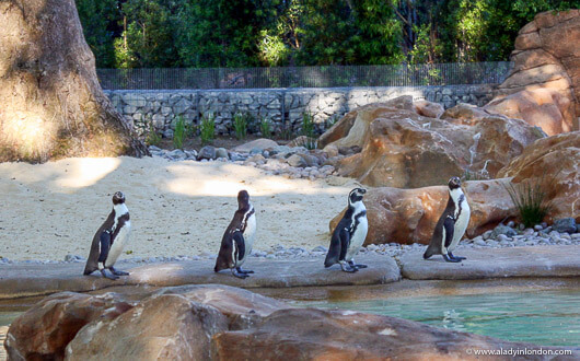 Penguins at the London Zoo