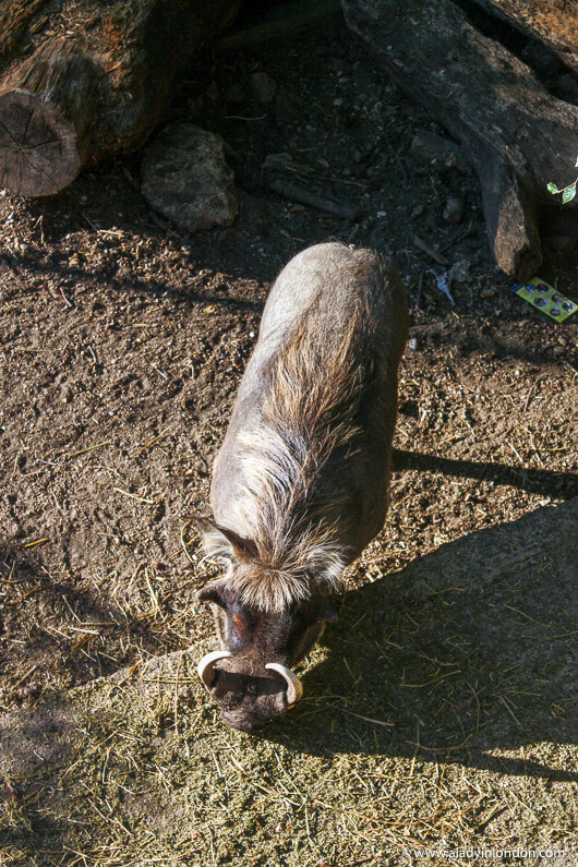 Warthog at the London zoo during Zoo Lates