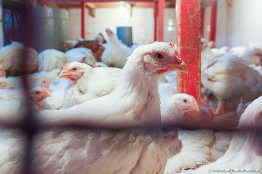 Chickens in a Souk in Marrakech