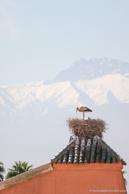 Stork in Marrakech