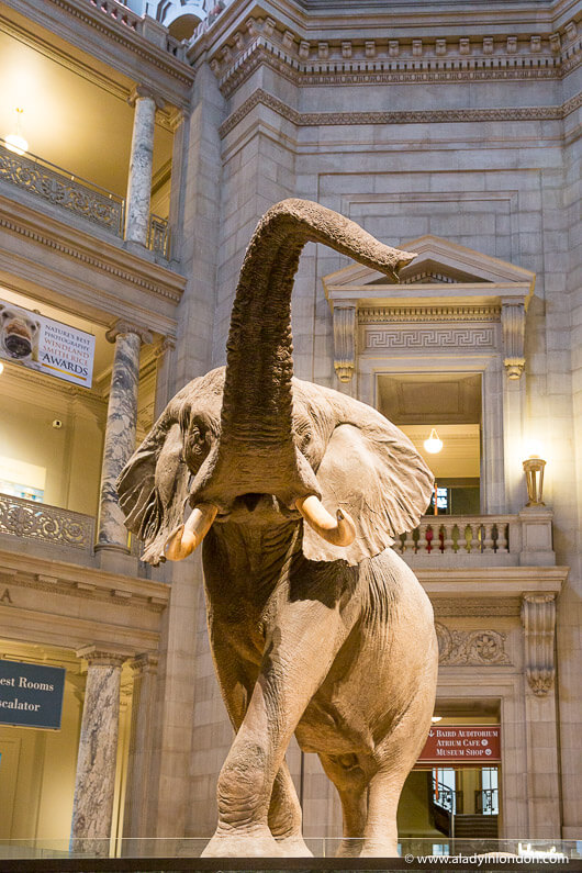 National Museum of Natural History in Washington, DC