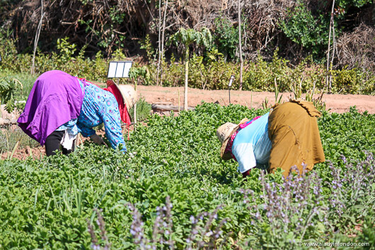 Women at Le Paradis du Safran in the Ourika Valley