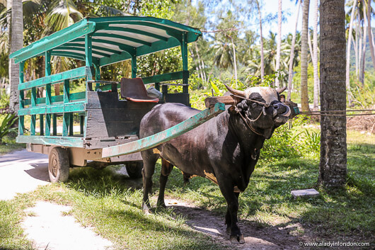 Ox Cart on La Digue in the Seychelles