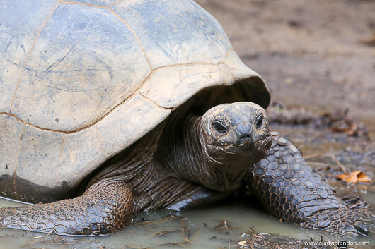 Giant Tortoise in the Seychelles