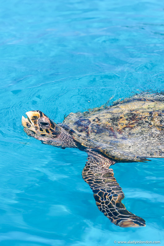 Sea Turtle in the Seychelles