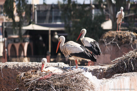 Storks in Marrakech