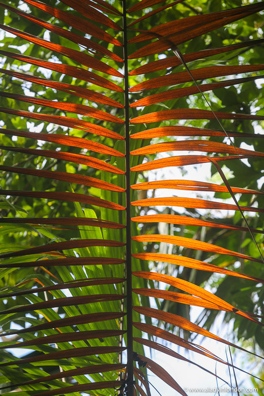 Vallee de Mai in the Seychelles