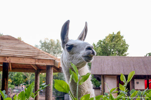 Llama at Zoo Lates in London