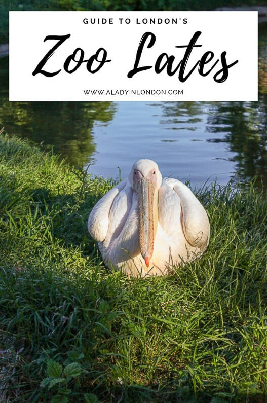 Zoo Lates in London