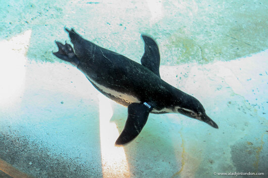 Penguin swimming at the London zoo during Zoo Lates