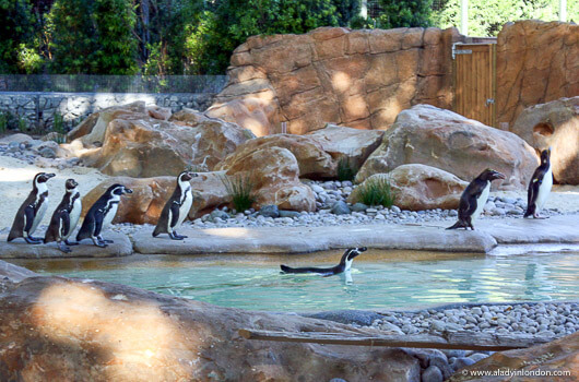 Penguin Beach at the London Zoo